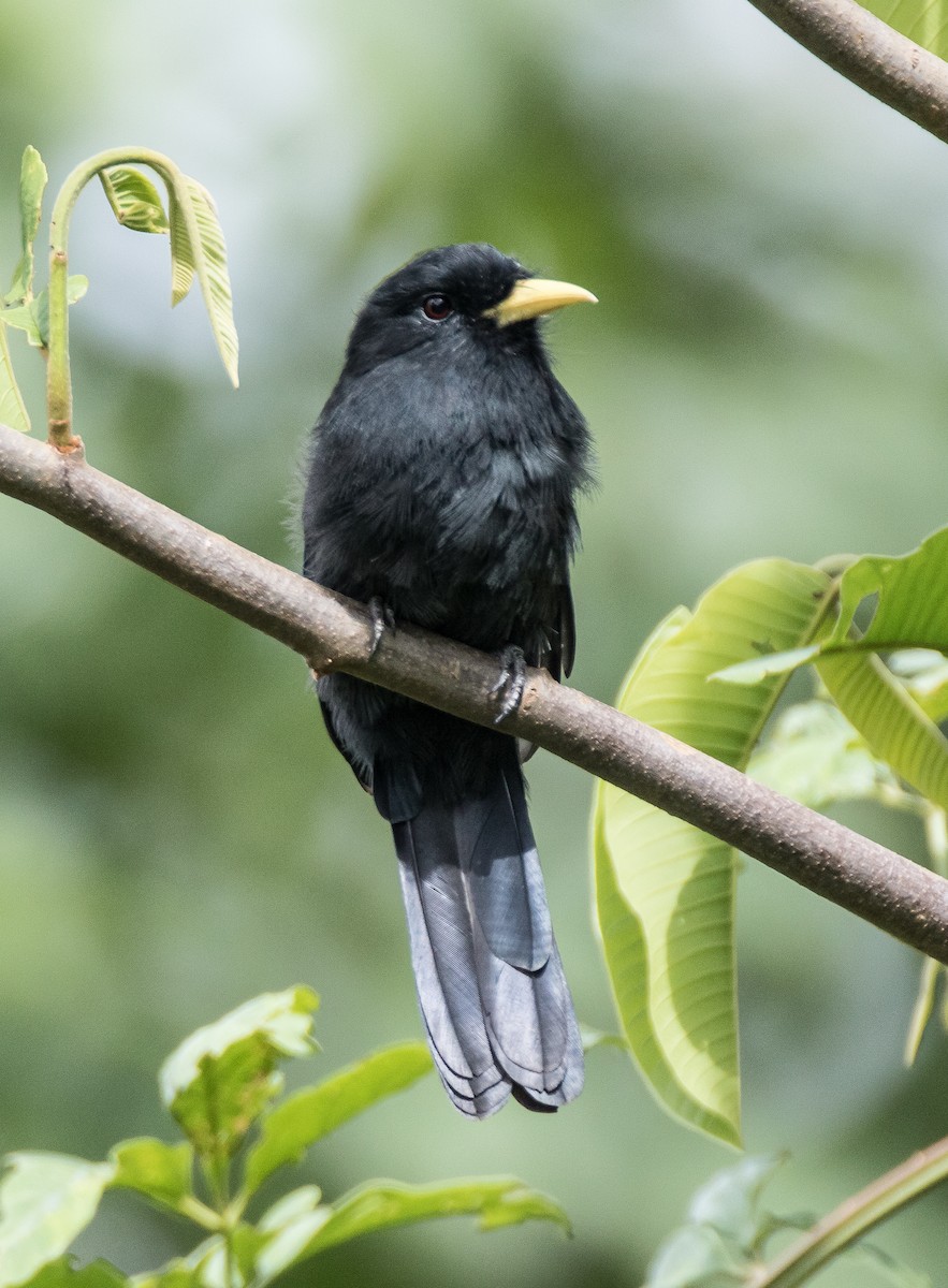 Yellow-billed Nunbird - ML75986041