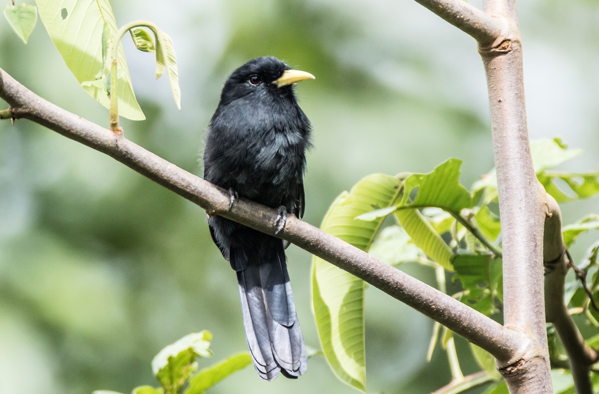 Yellow-billed Nunbird - Blake Matheson