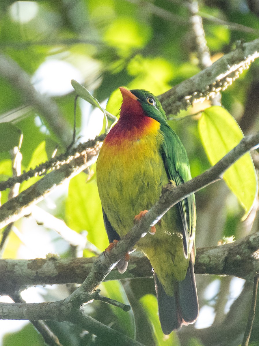Scarlet-breasted Fruiteater - ML75986421