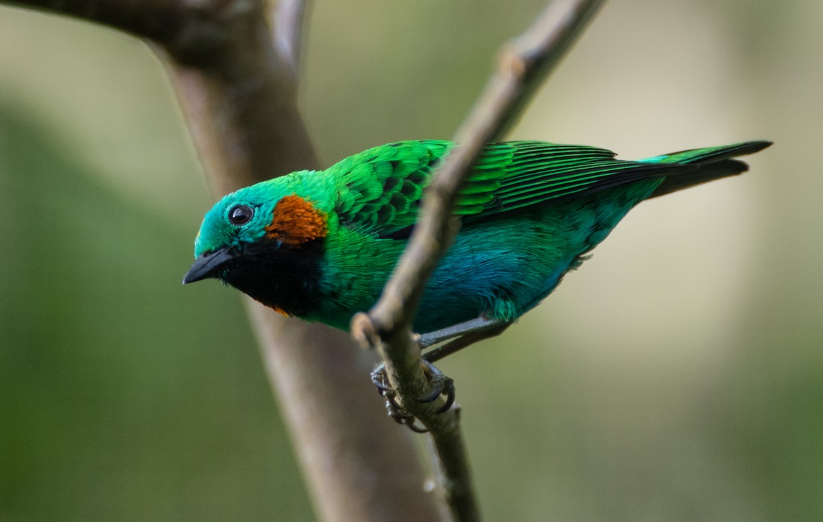Orange-eared Tanager - Blake Matheson