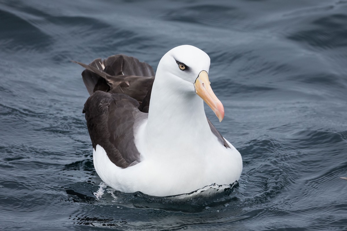 Albatros à sourcils noirs (impavida) - ML75986461