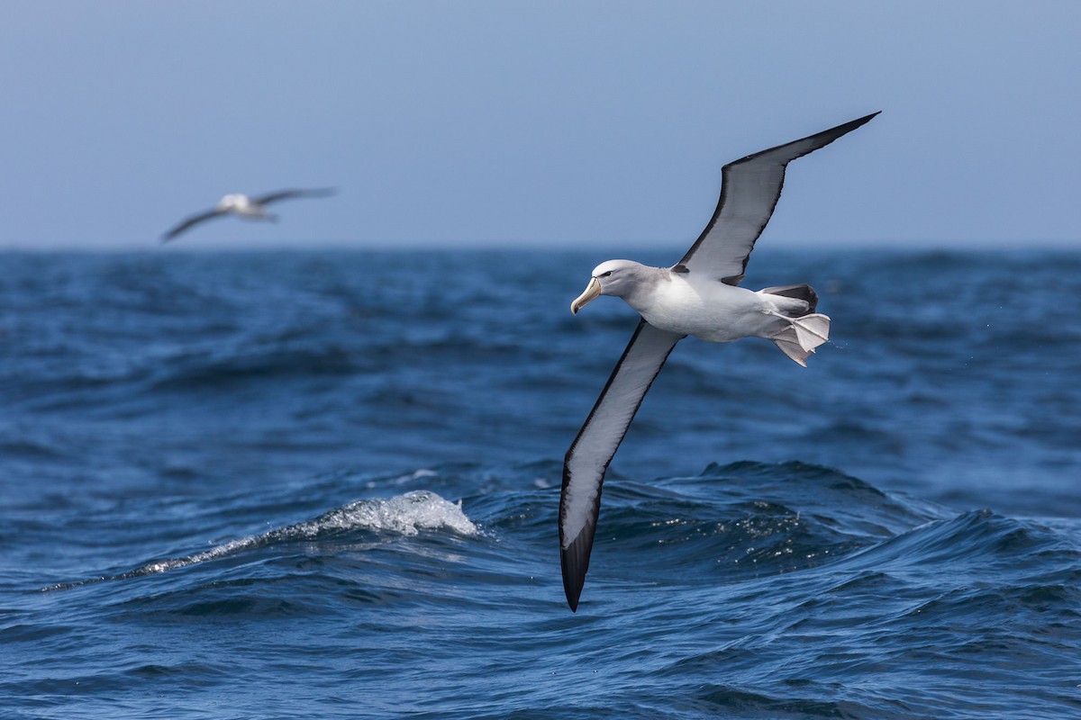 Salvin's Albatross - Malcolm Graham