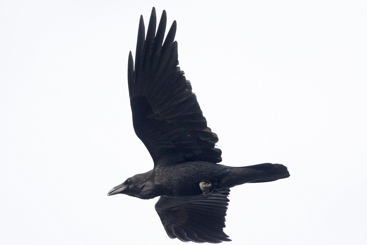 Common Raven - ML75987091