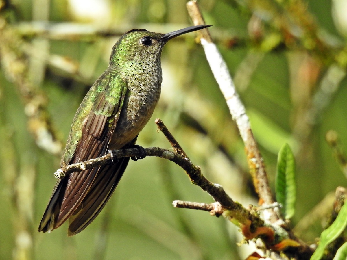 Scaly-breasted Hummingbird - Romel Romero