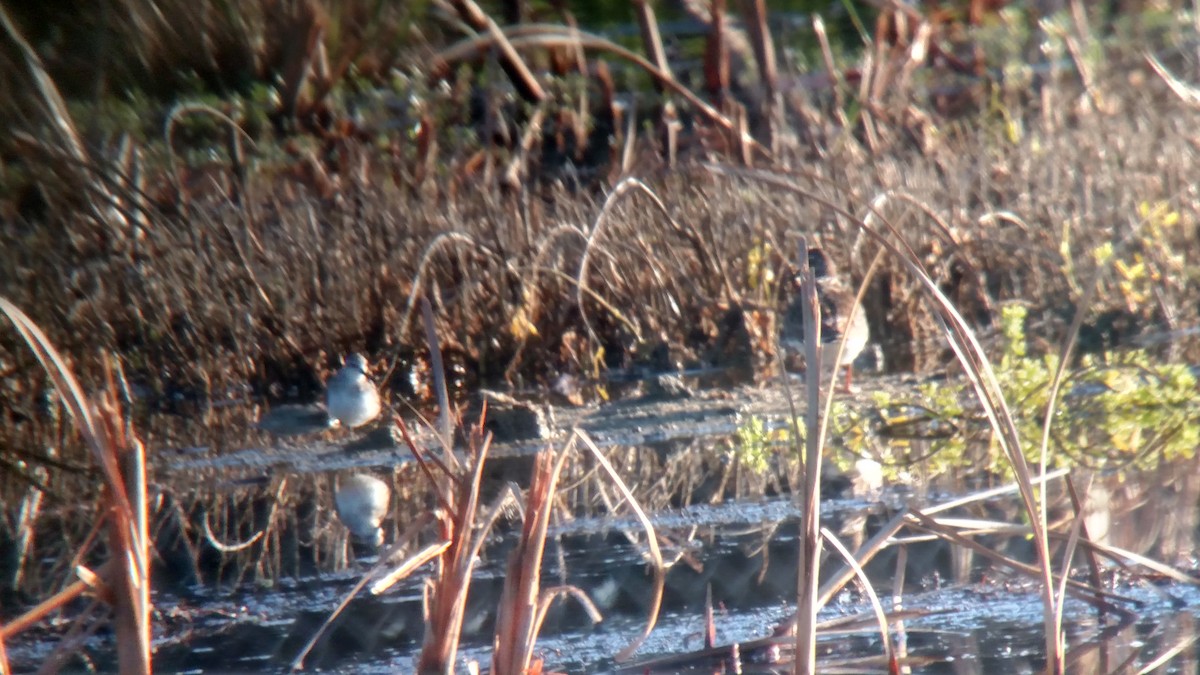 Little Stint - ML75989041