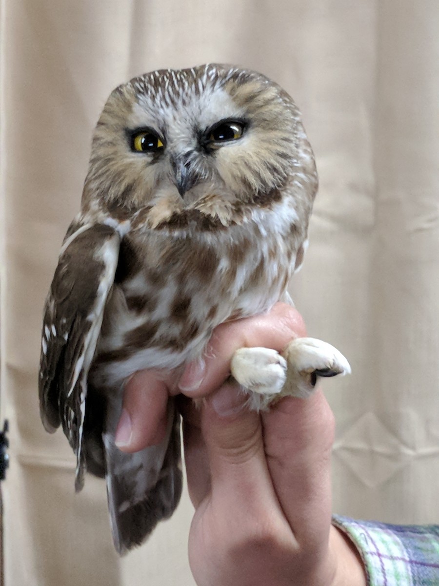 Northern Saw-whet Owl - ML75990101