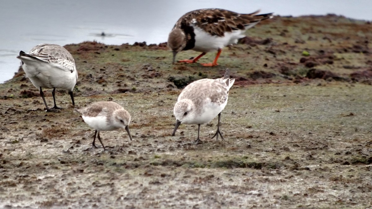 Western Sandpiper - ML75992581