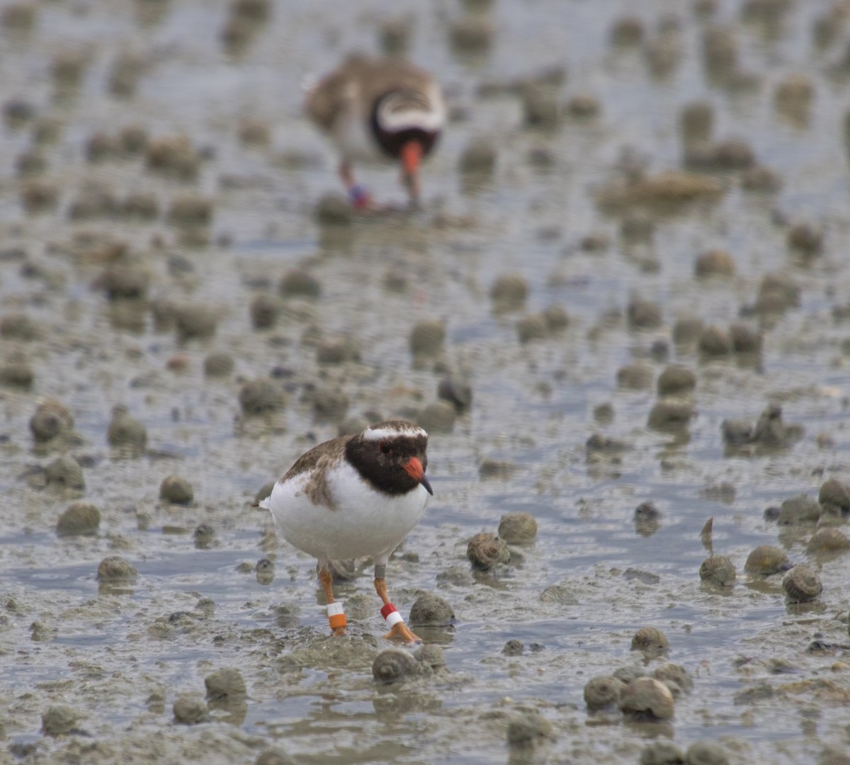 Shore Plover - Jill Duncan &  Ken Bissett