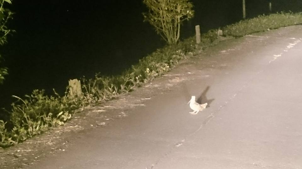 Буурал хомноот - ML75993961