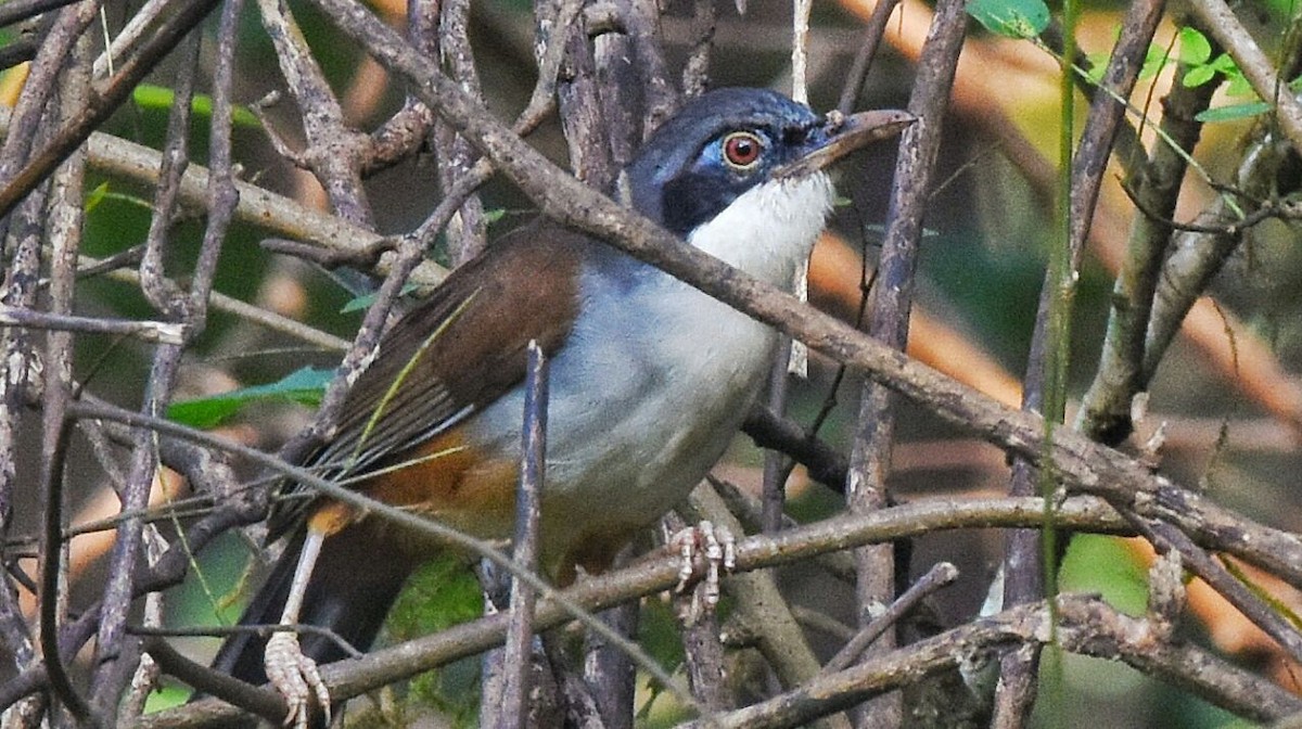 Wayanad Laughingthrush - Neha Waikar