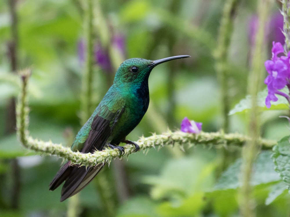 Green-breasted Mango - ML75996141