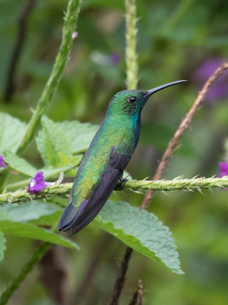 Green-breasted Mango - Lynette Spence