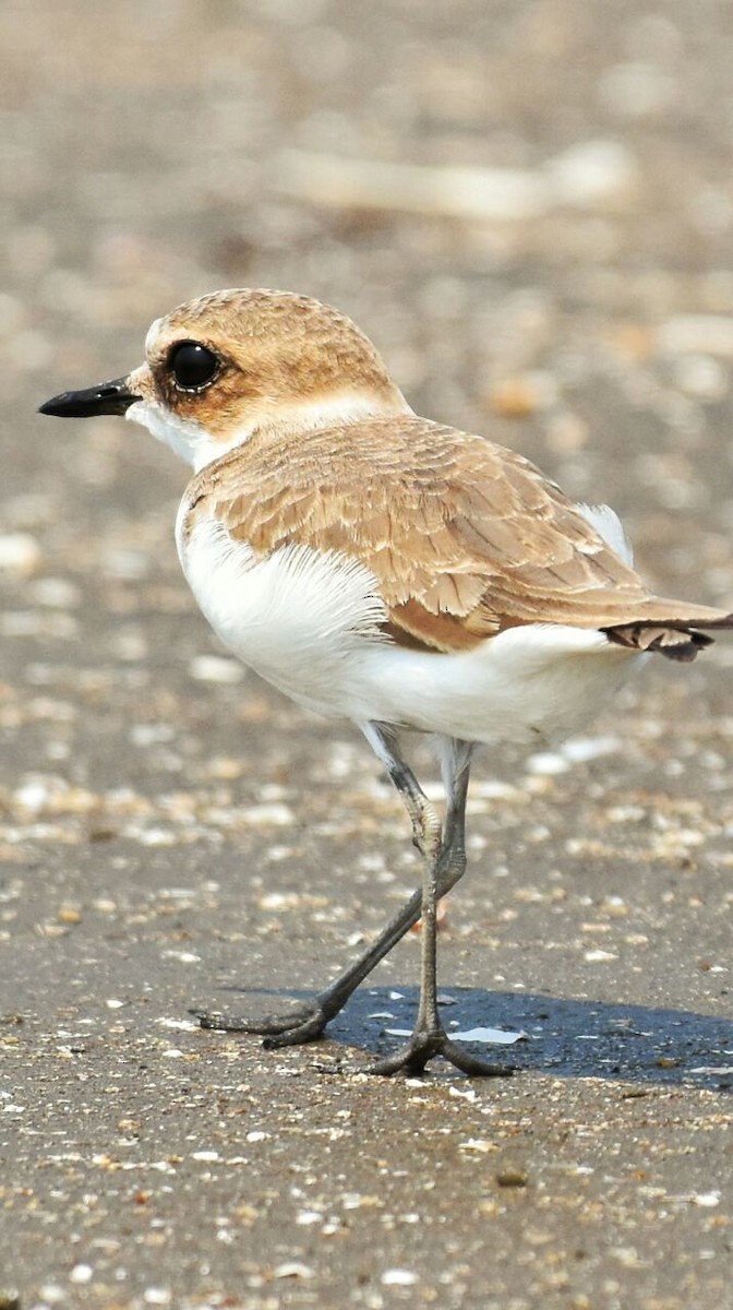 青藏鴴 - ML75996241