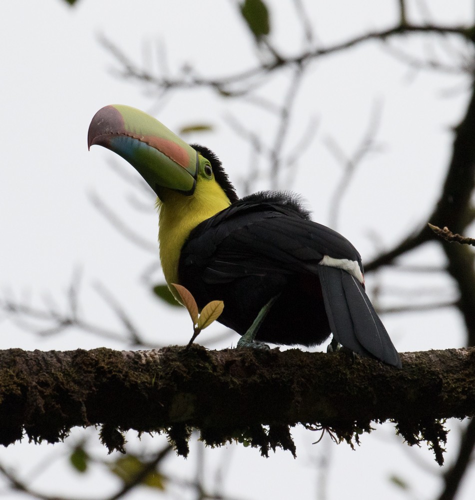 Keel-billed Toucan - Lynette Spence