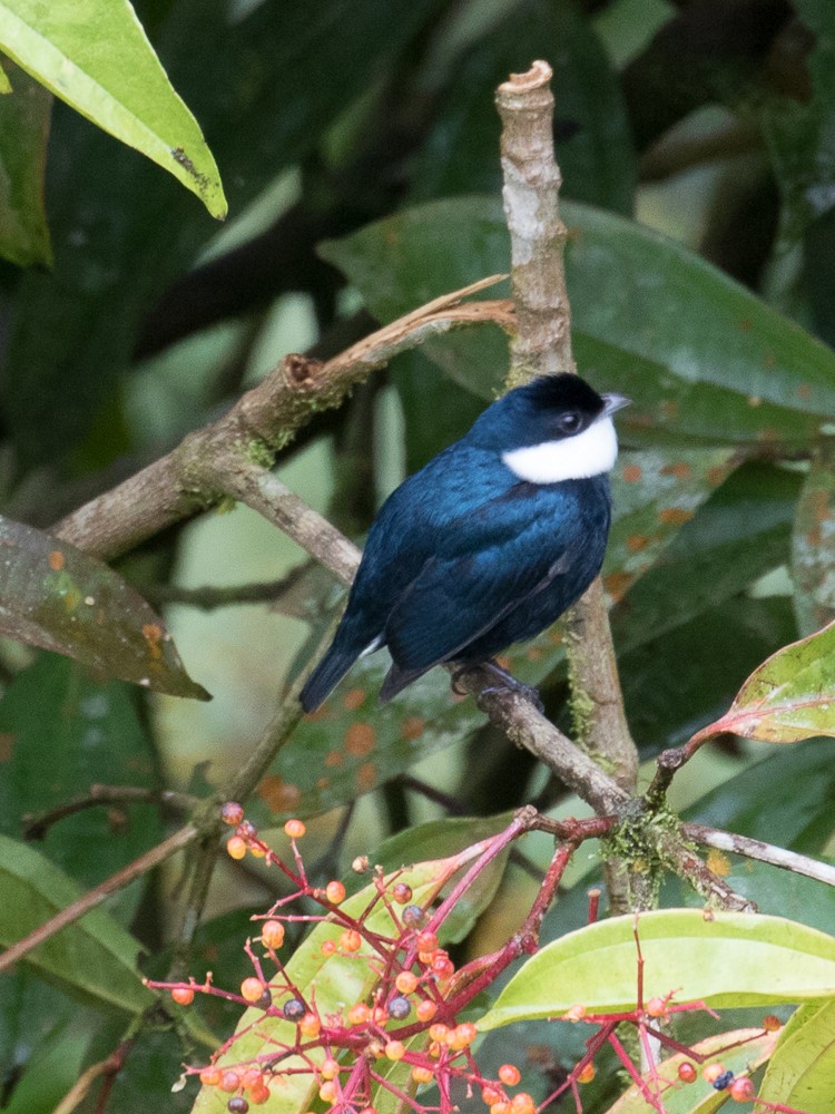 White-ruffed Manakin - Lynette Spence