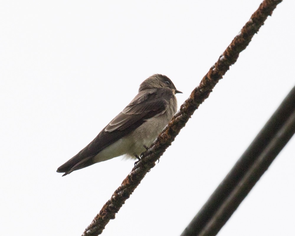 Southern Rough-winged Swallow - Lynette Spence