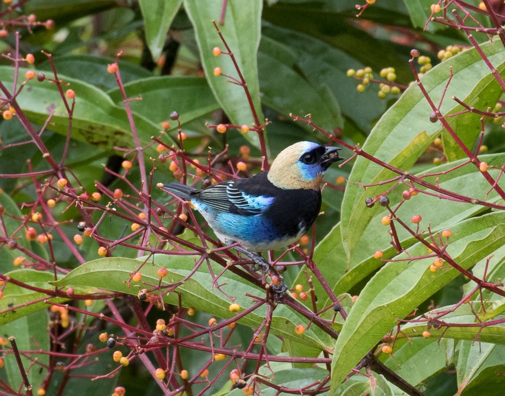 Golden-hooded Tanager - ML75996421