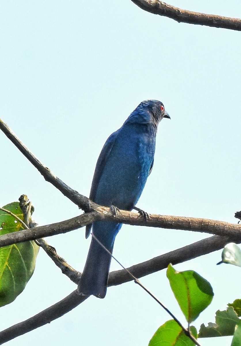 Asian Fairy-bluebird - ML75996461
