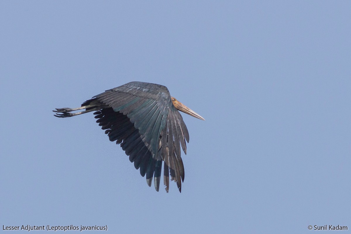 Lesser Adjutant - ML75996551