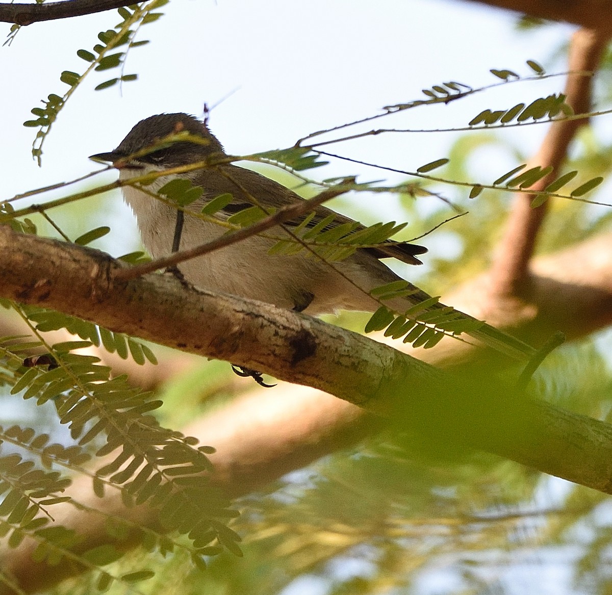 Lesser Whitethroat (Hume's) - ML75997821