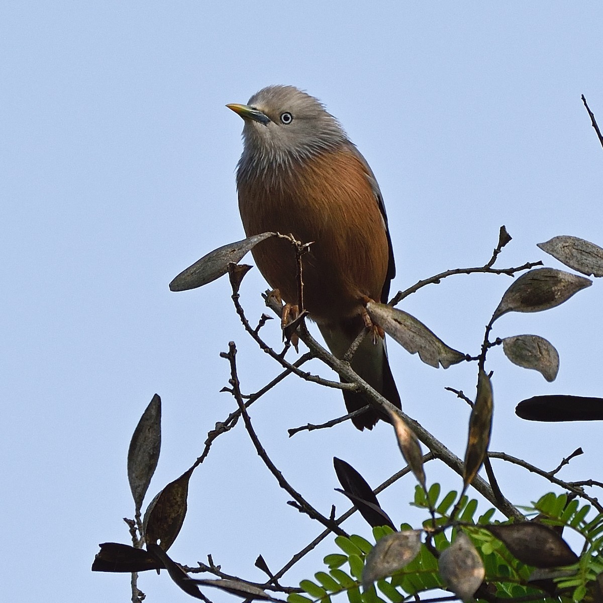 Chestnut-tailed Starling - ML75997911