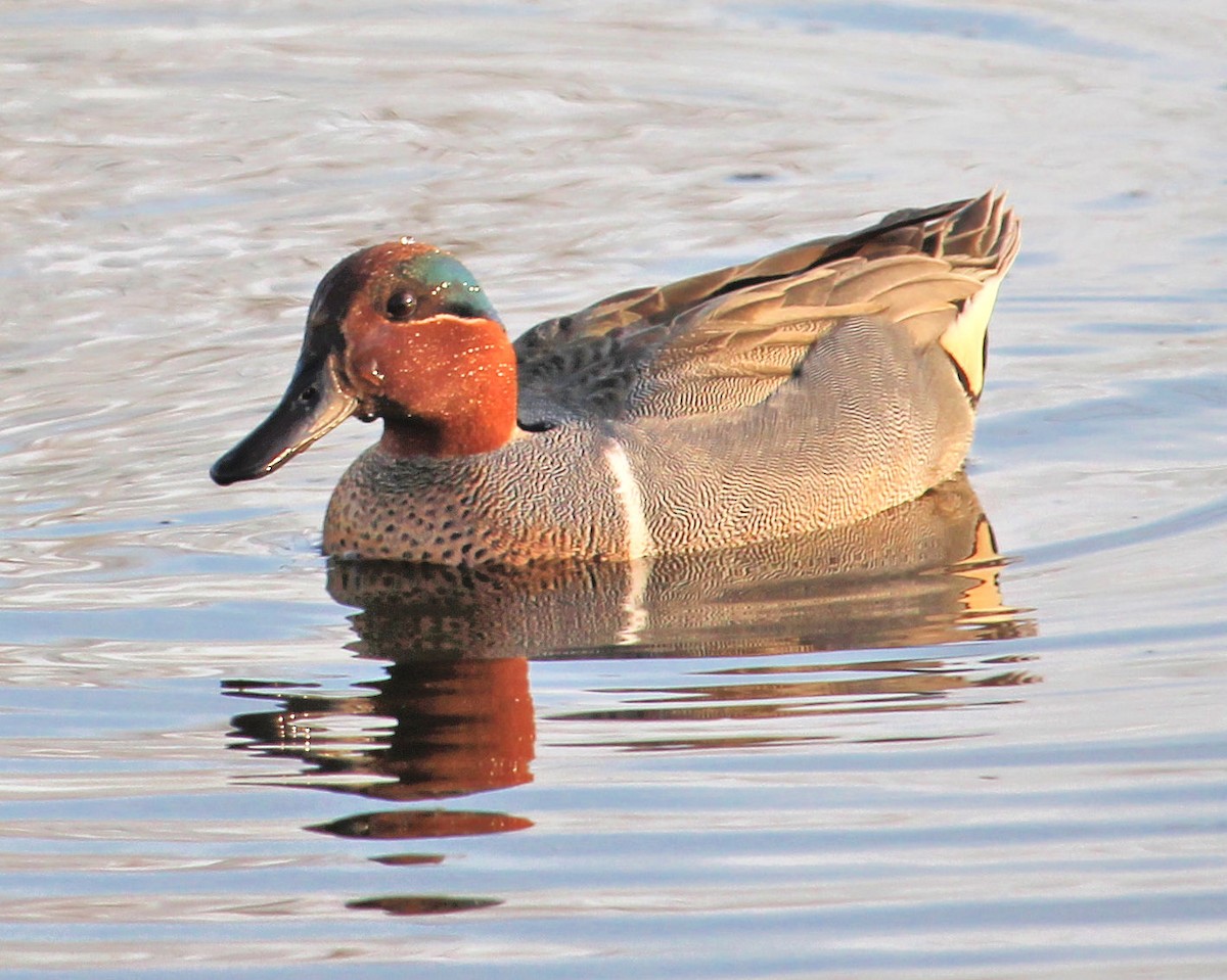 Green-winged Teal - ML75998961