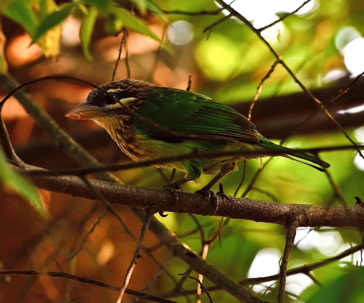 White-cheeked Barbet - ML76000491