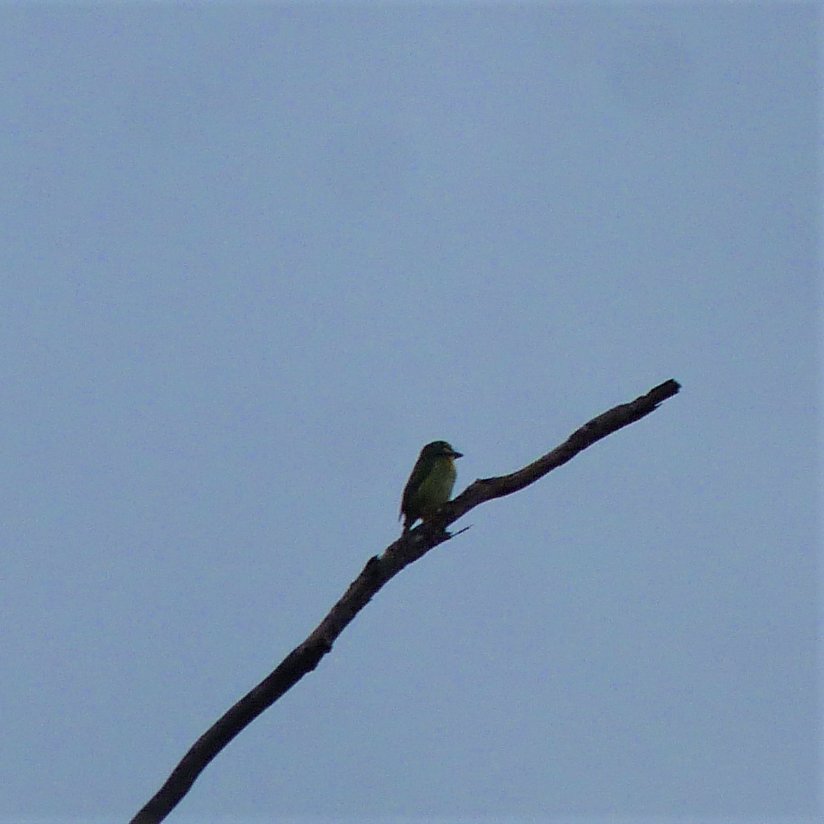 Coppersmith Barbet - ML76002211