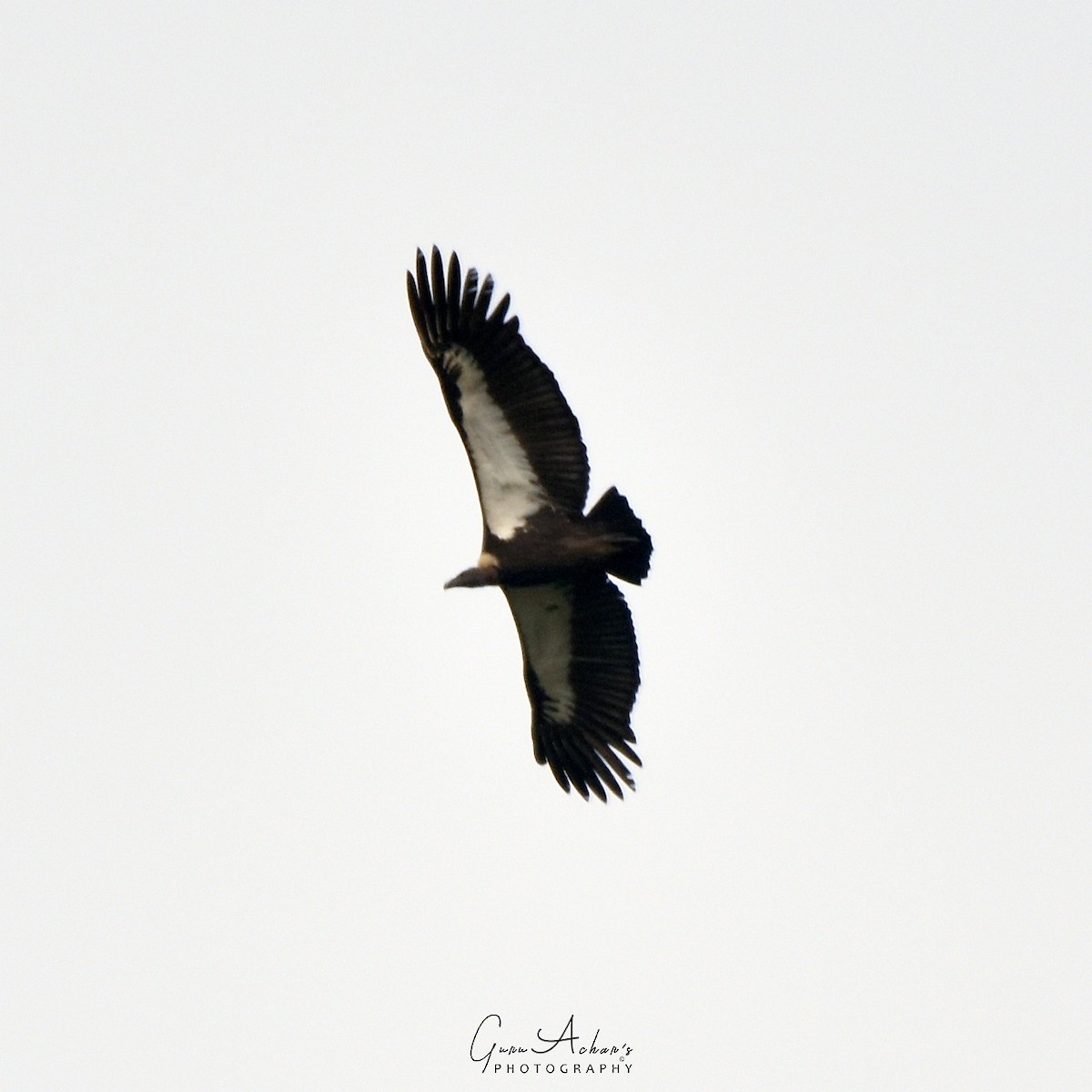 White-rumped Vulture - ML76006261