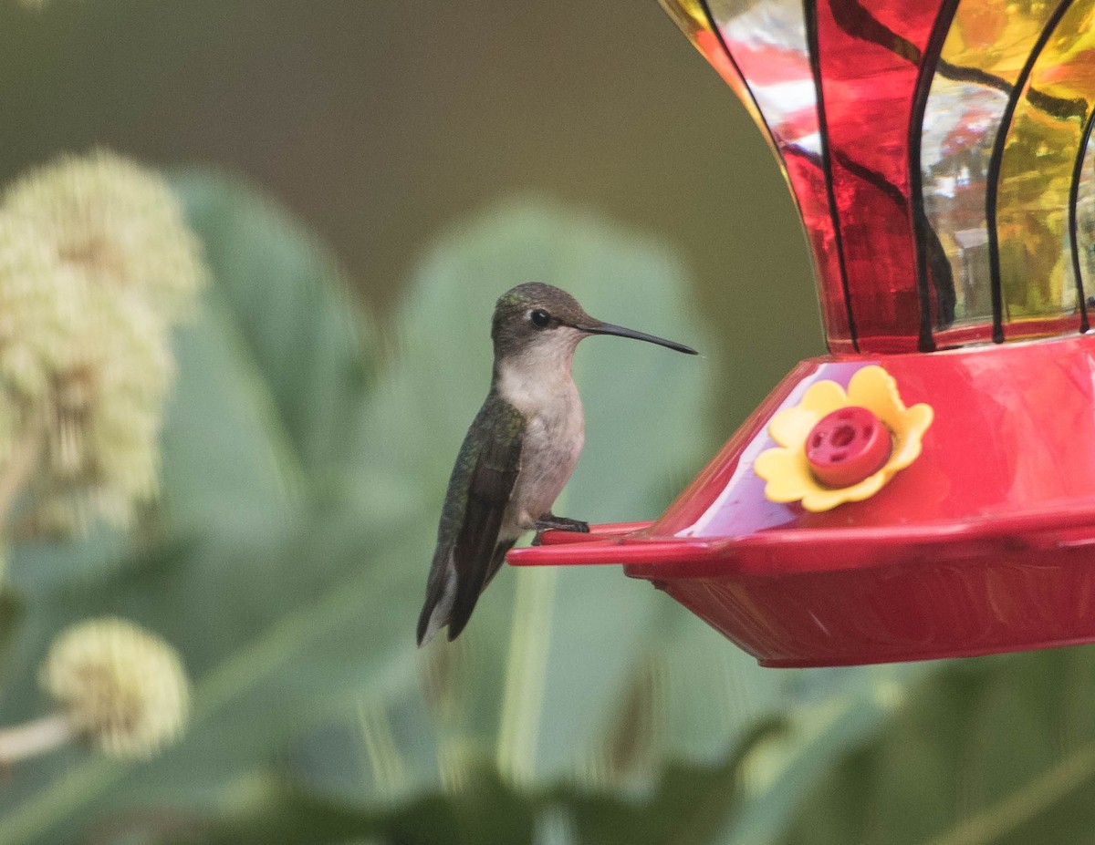 Ruby-throated/Black-chinned Hummingbird - Mary Catherine Miguez