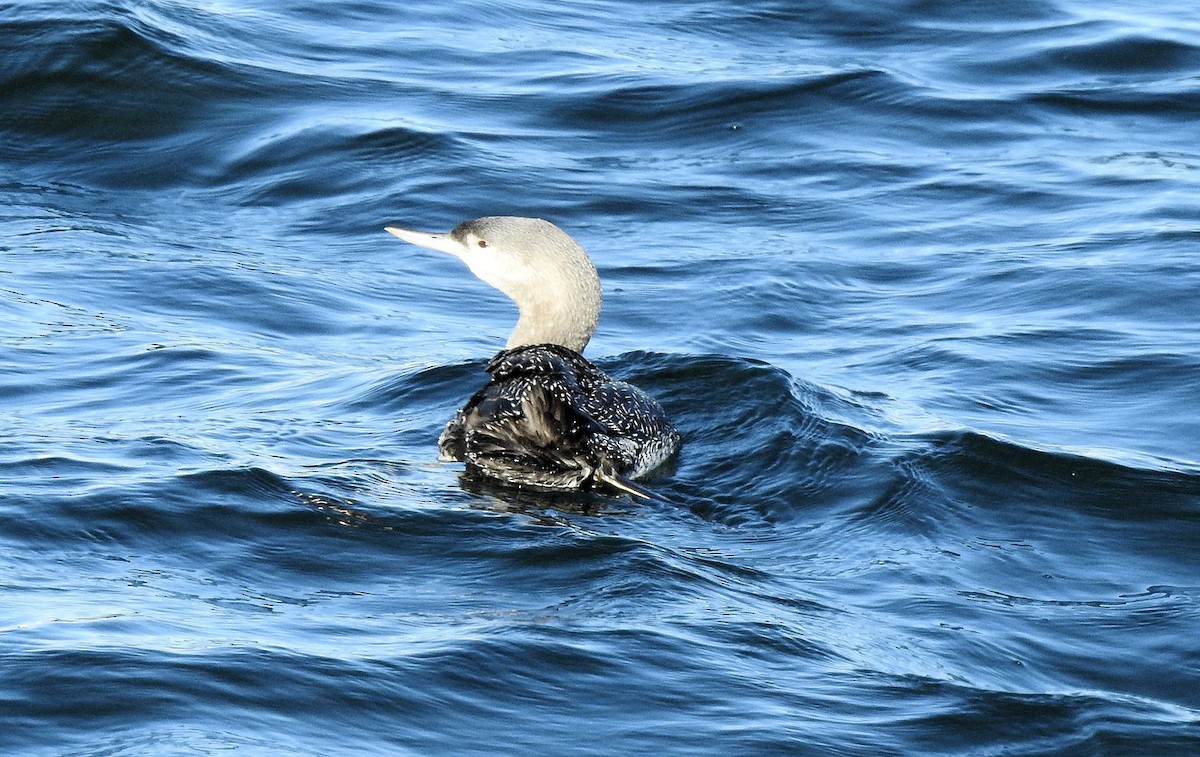 Red-throated Loon - ML76006931