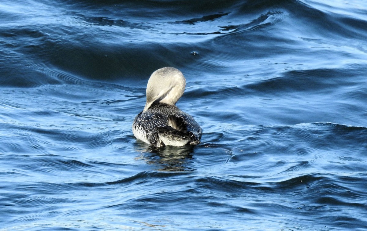 Red-throated Loon - ML76006951