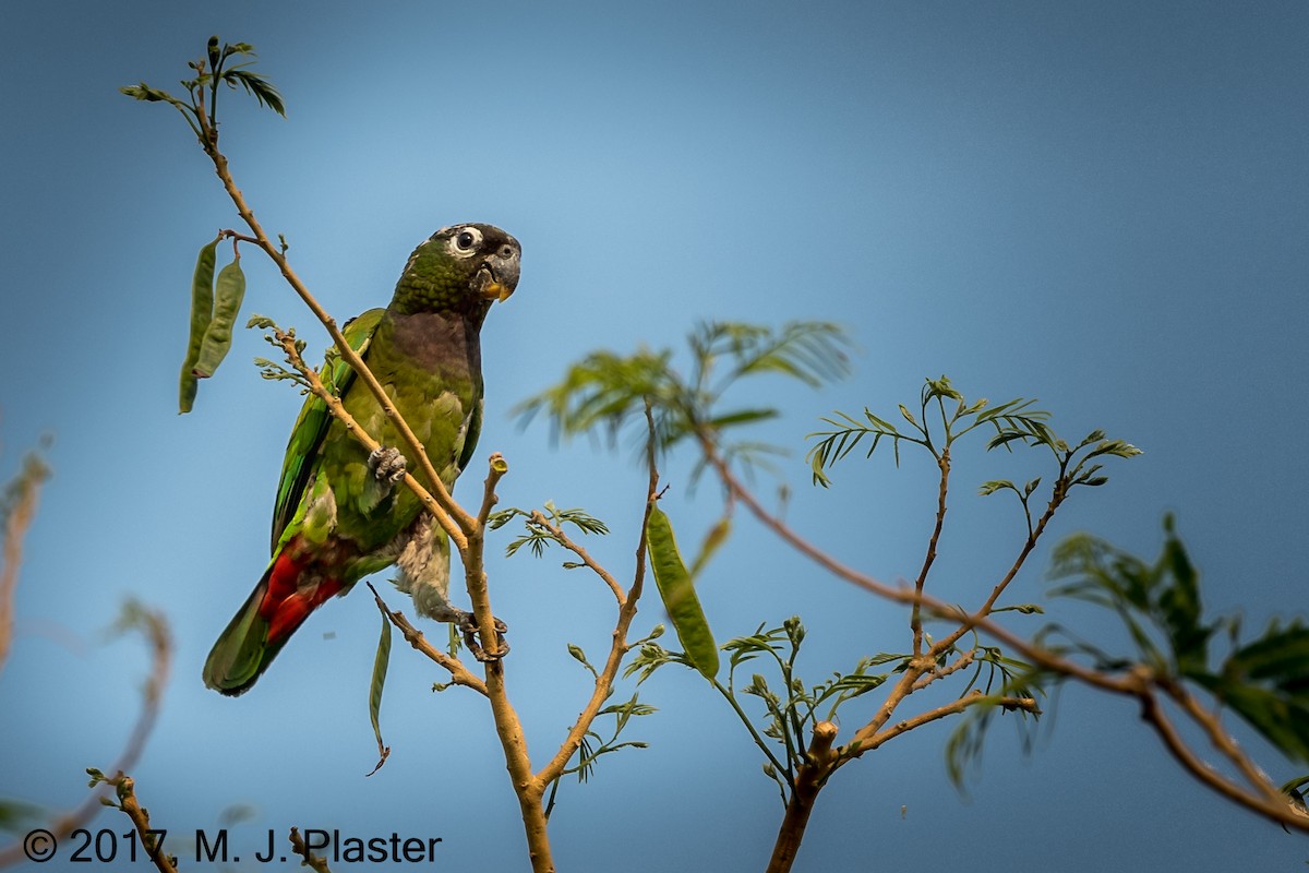Scaly-headed Parrot - ML76007801