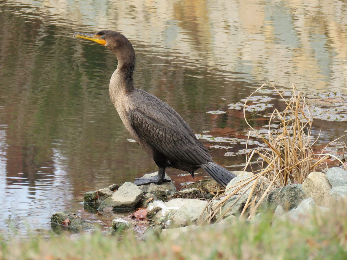 Double-crested Cormorant - ML76008111