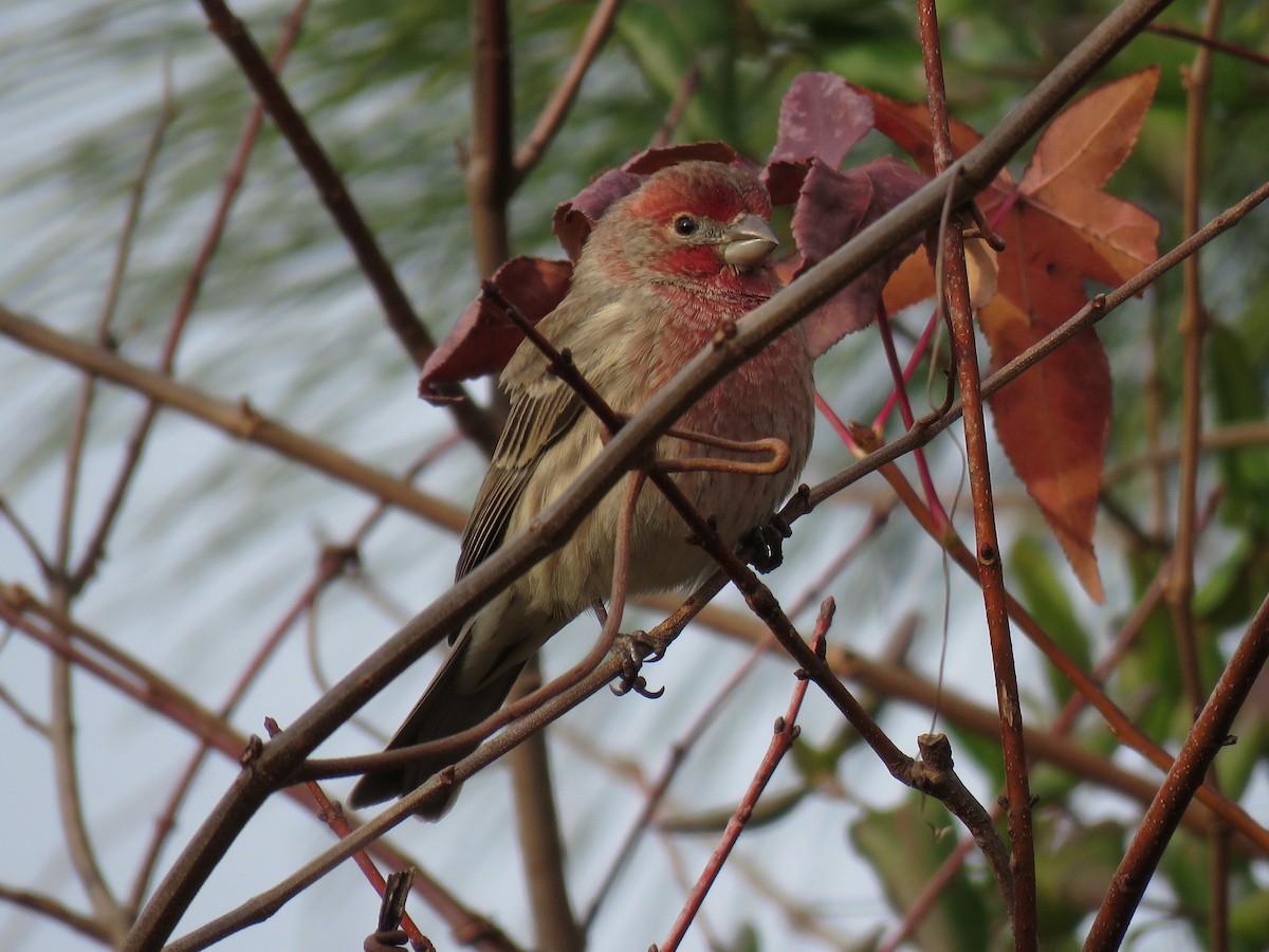 House Finch - ML76008291