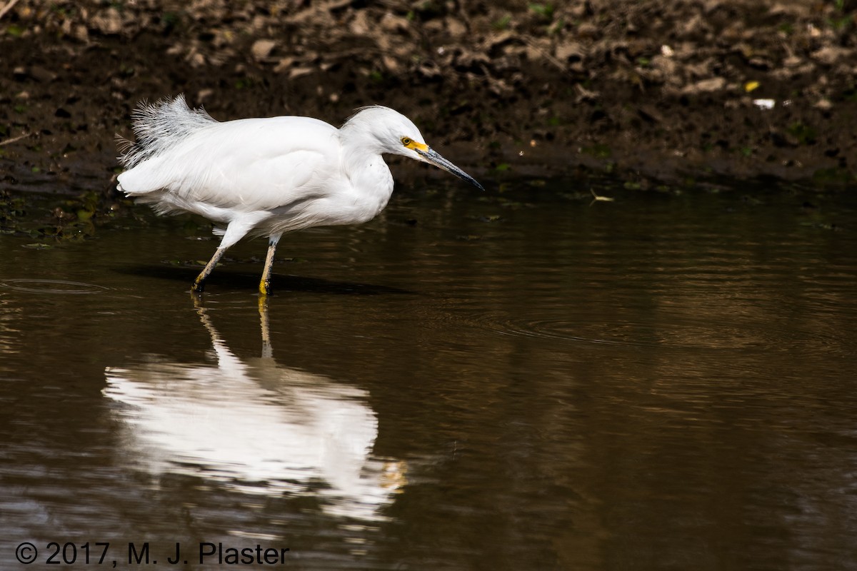 Snowy Egret - ML76008491