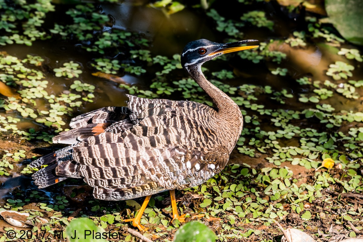 Sunbittern - ML76008561