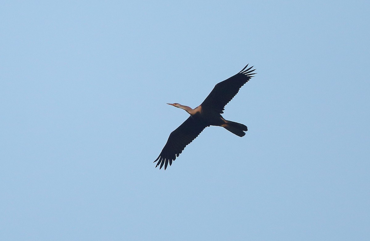 Oriental Darter - ML76008601