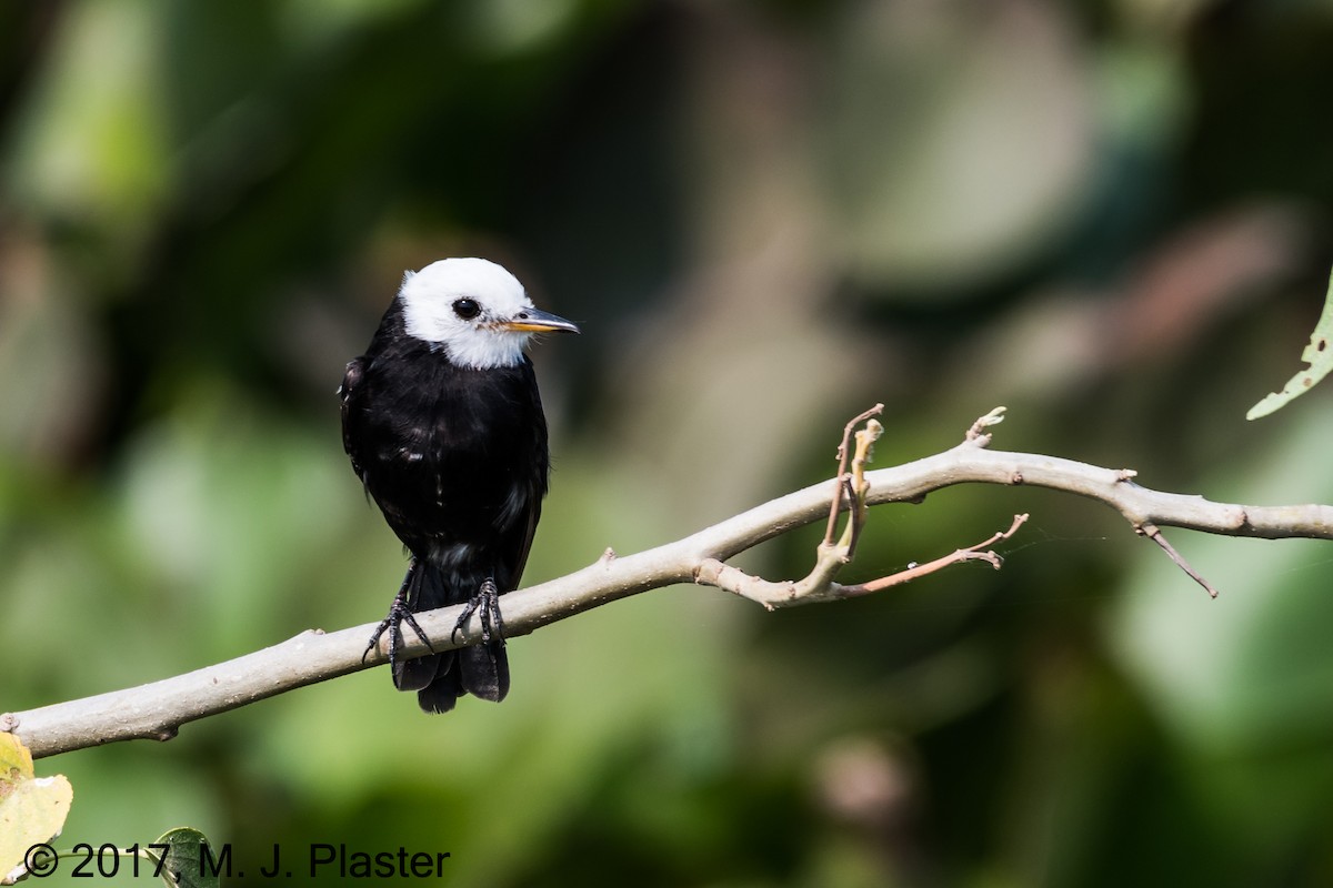 White-headed Marsh Tyrant - ML76008671