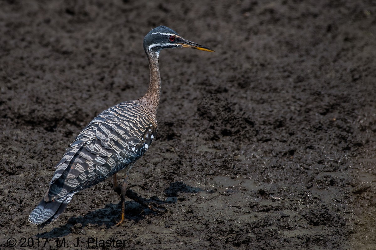 Sunbittern - ML76008741