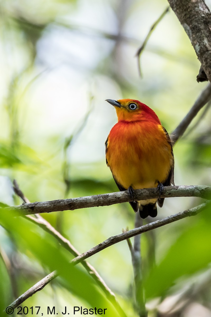 Band-tailed Manakin - ML76008771