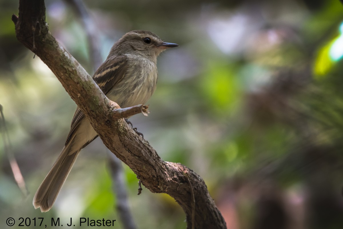 Fuscous Flycatcher - Michael Plaster