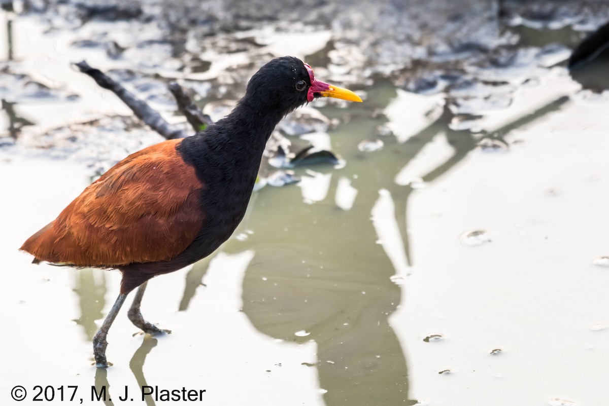 Wattled Jacana (Chestnut-backed) - Michael Plaster