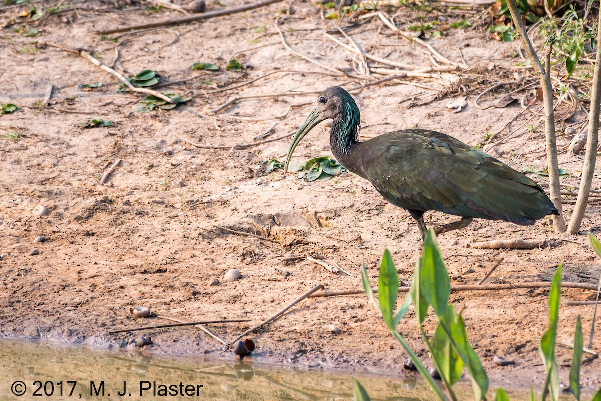 ibis zelený - ML76011341