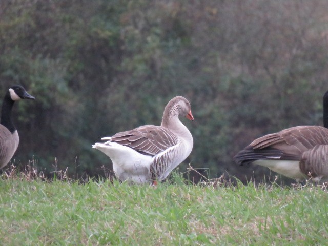 Domestic goose sp. (Domestic type) - ML76011691