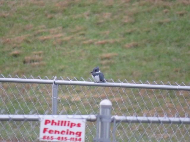 Belted Kingfisher - Sean Brereton