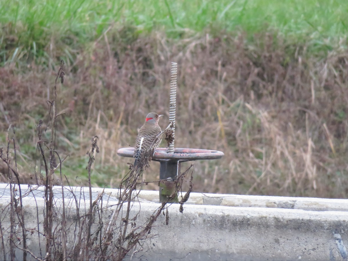 Northern Flicker - ML76011851