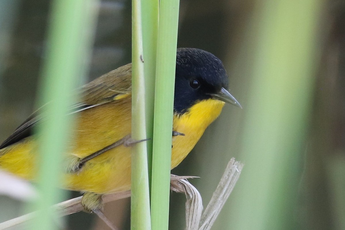 Paruline à face noire - ML76011881