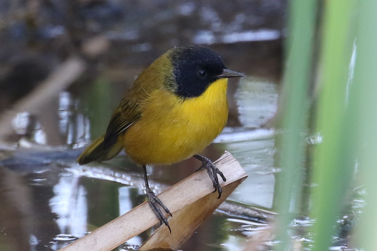 Black-polled Yellowthroat - ML76011891