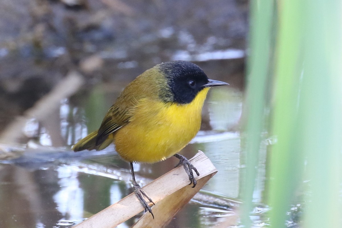 Black-polled Yellowthroat - ML76011901